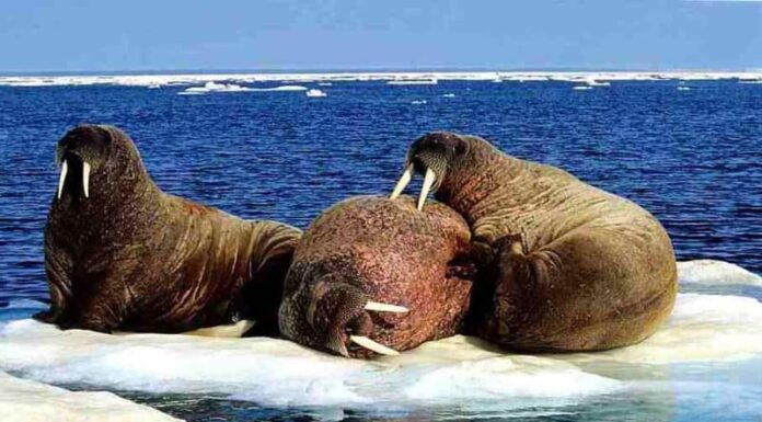 Puoi aiutare gli scienziati a individuare i trichechi dallo spazio!
