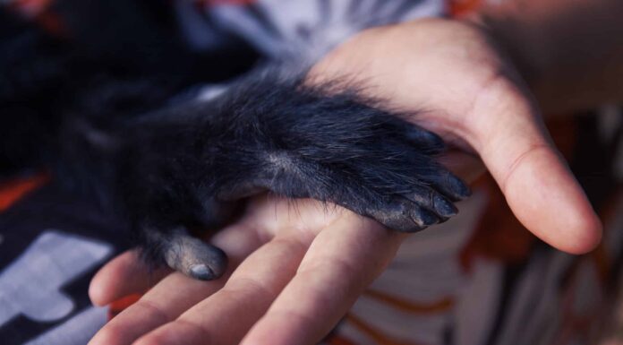 Qual è il costo di una scimmia e dovresti prenderne una?
