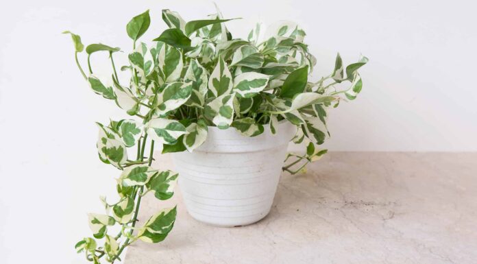 Quanto sono grandi le piante d'appartamento di Pothos?
