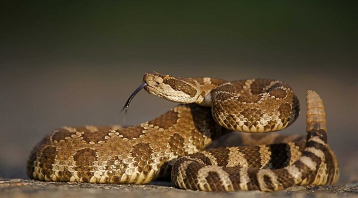  Questa famiglia del Texas ha trovato 23 serpenti a sonagli nella loro toilette.  Sì, 23.
