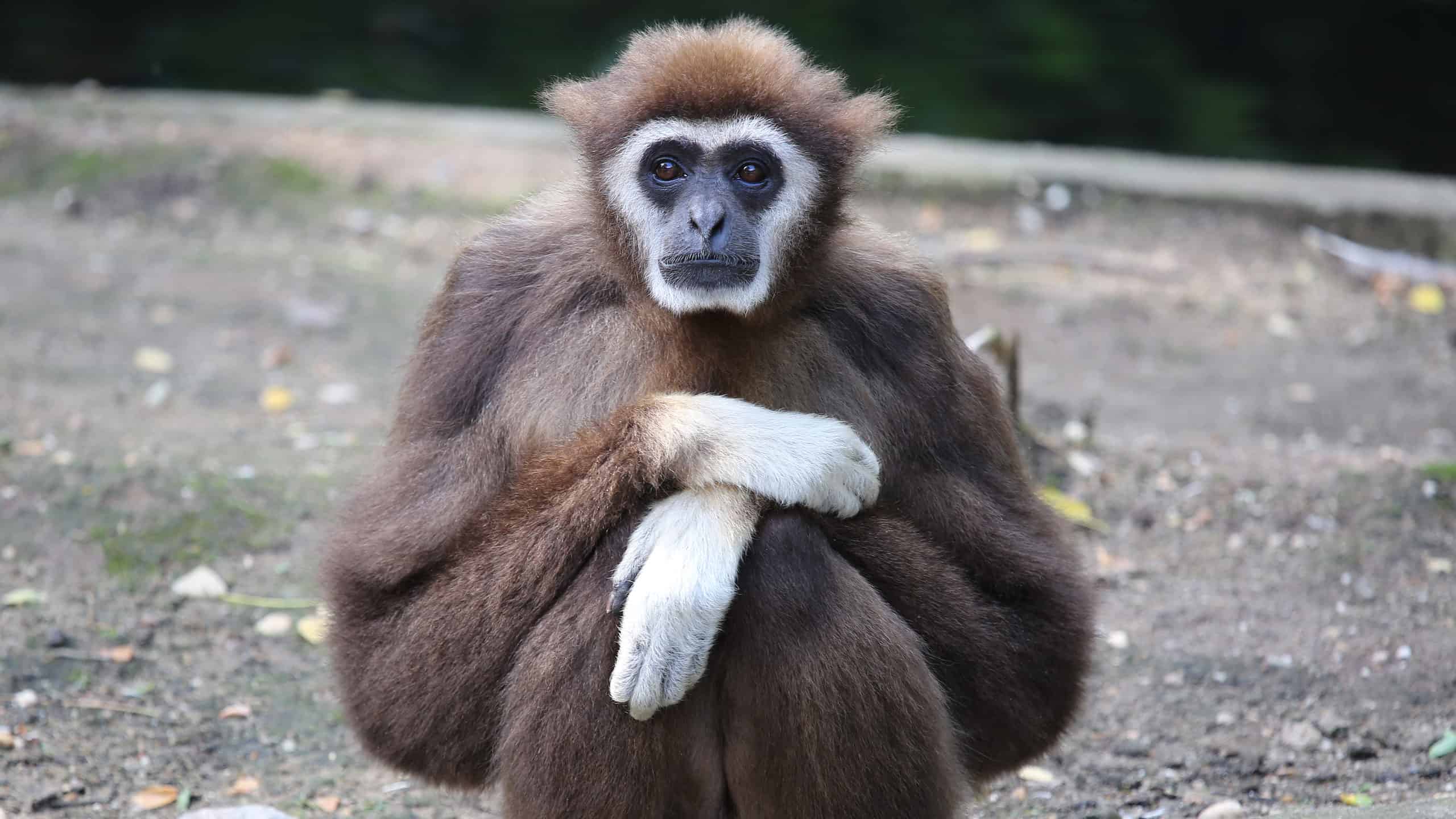 Questa scimmia sa che non dovrebbe toccare un porcospino, ma lo fa comunque