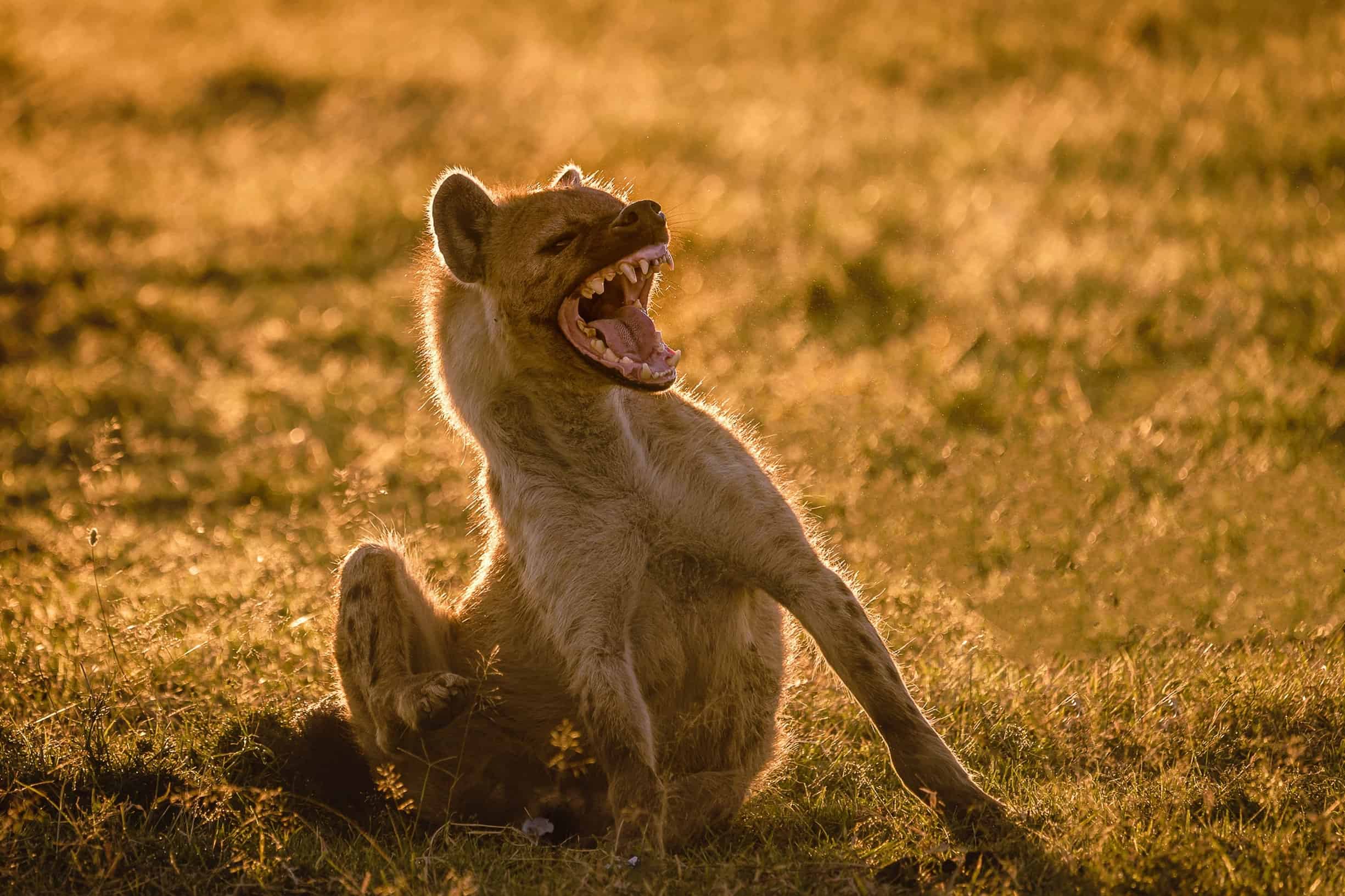 Queste iene non temono un elefante, ma corrono quando i leoni si avvicinano