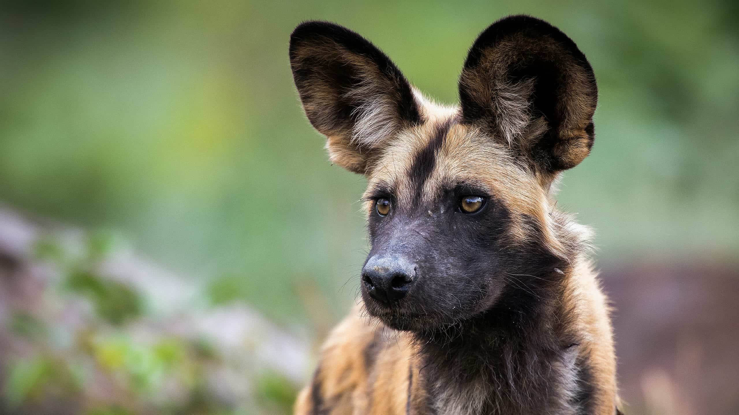 Questi cani selvaggi inseguono una iena e vincono due volte