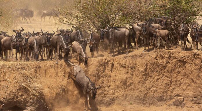 Questi gnu da 500 libbre provano il parkour... e se ne pentono all'istante
