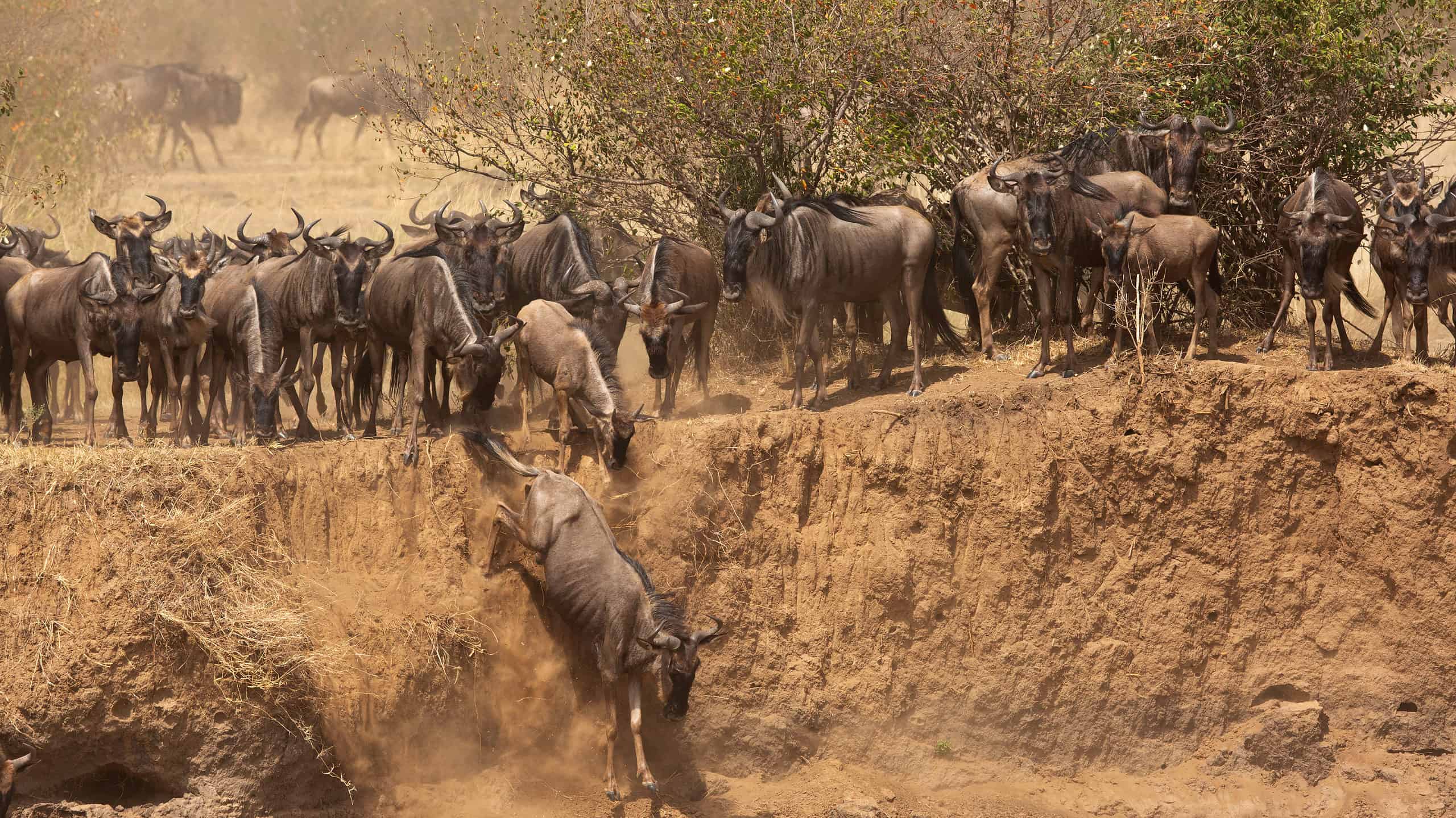 Questi gnu da 500 libbre provano il parkour... e se ne pentono all'istante