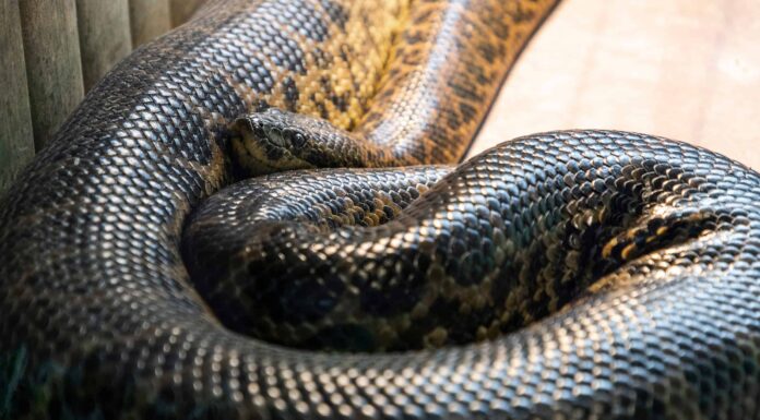 Questo Anaconda da 33 piedi è così grande che hai bisogno di una gru per sollevarlo
