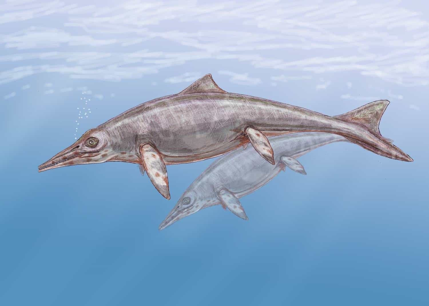 Shastasaurus in the water