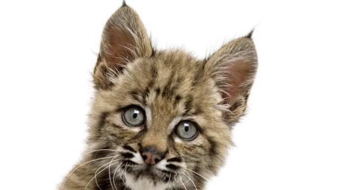 Questo cucciolo di gatto selvatico è incredibilmente carino
