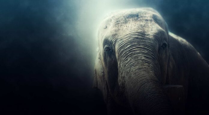 Questo elefante è così grande che ha la sua gravità
