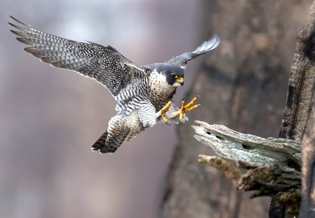 Questo falco pellegrino affronta le piante quando porta cibo ai loro pulcini