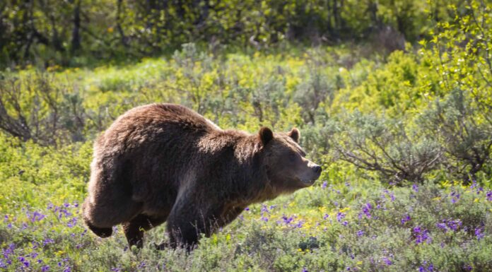 Questo singolo grizzly fondamentalmente cani da pastore un'intera mandria di alci a Yellowstone
