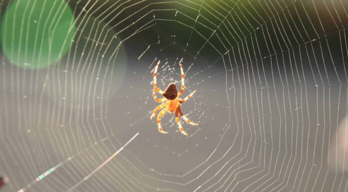 Ragno dalla faccia di gatto
