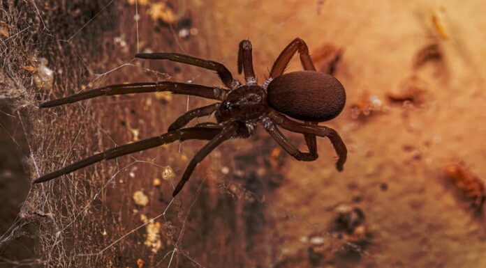 Ragno della casa del sud
