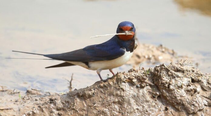 Scopri 10 uccelli blu in Massachusetts
