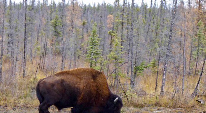 Scopri gli 8 animali più grandi del New Hampshire e dove li troverai
