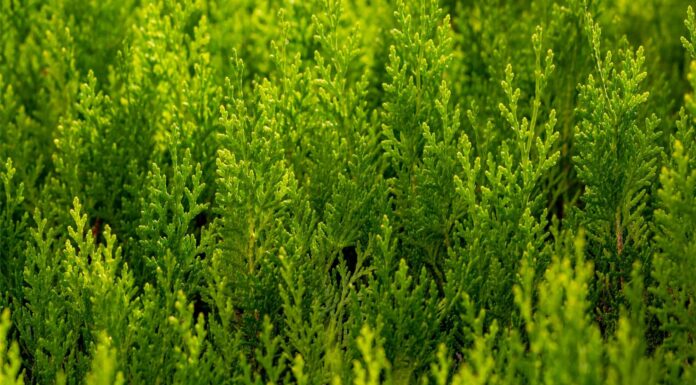 Scopri i 5 alberi della privacy in più rapida crescita
