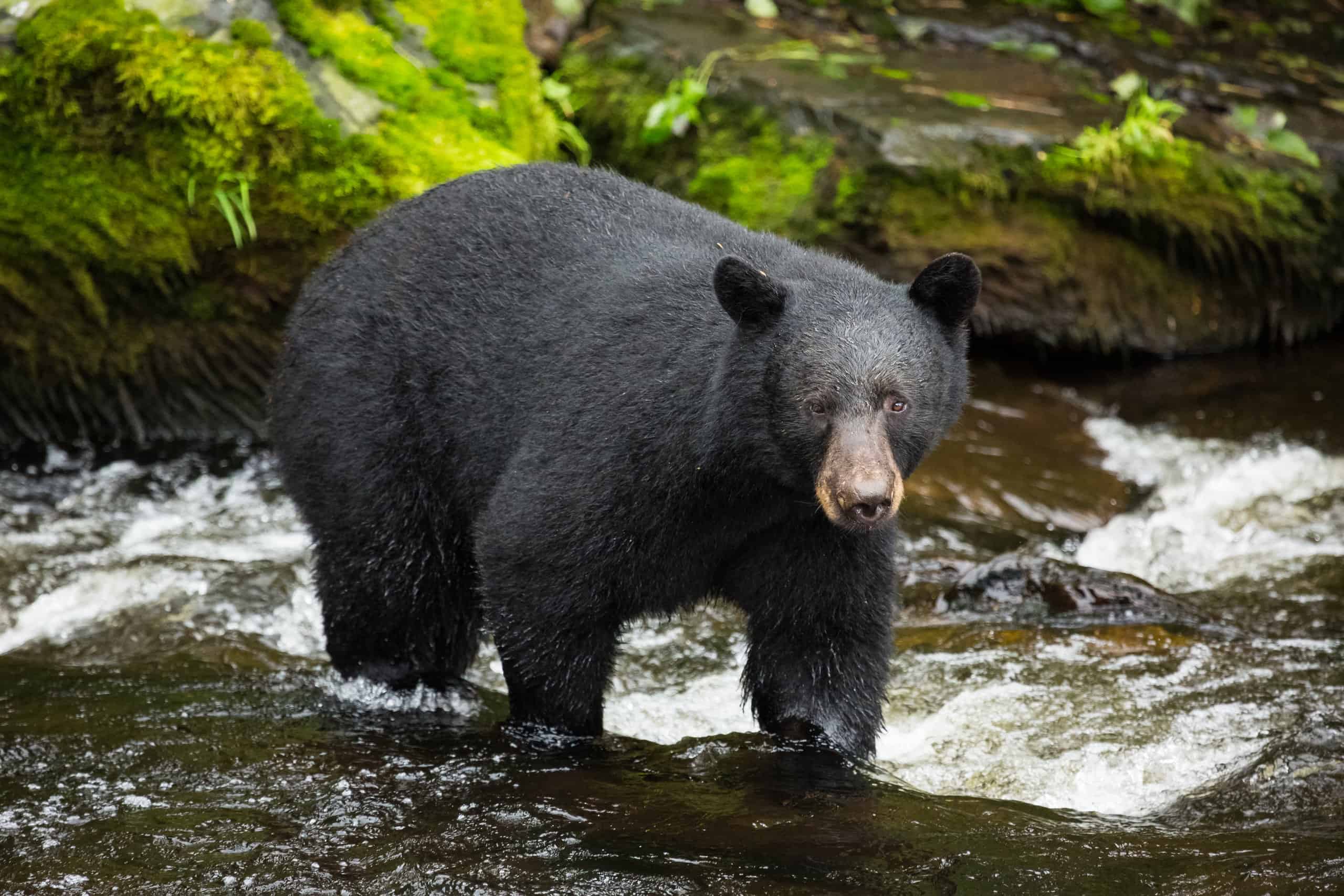 Scopri il più grande orso nero mai catturato nel Maine