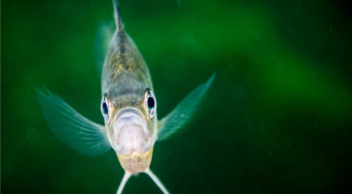 Scopri il più grande persico sole mai catturato in Florida
