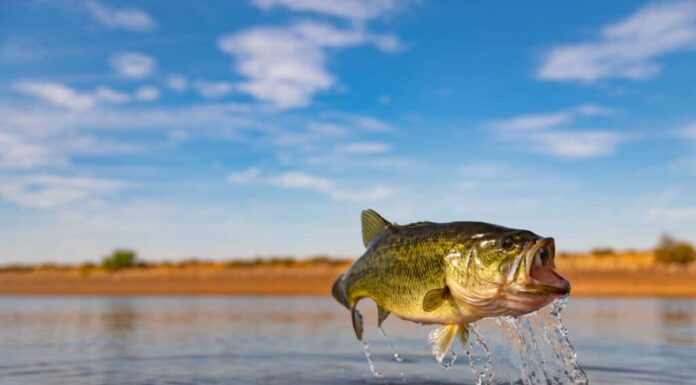 Largemouth bass is an incredible sport fish.