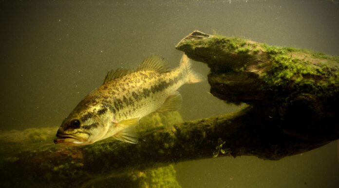Scopri il più grande persico trota mai catturato in Louisiana
