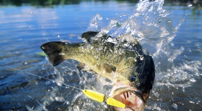 Scopri il più grande persico trota mai catturato nella Carolina del Sud
