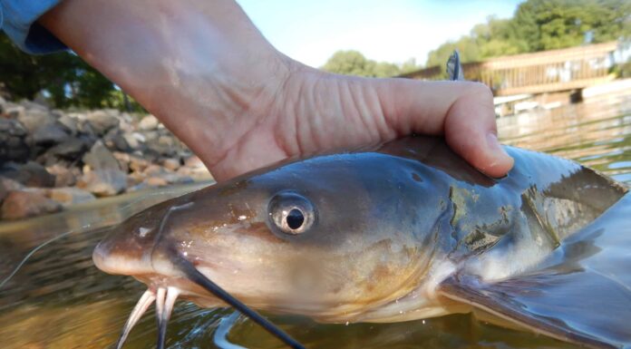 Scopri il più grande pesce gatto del canale mai catturato in Arizona
