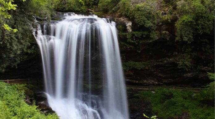 Scopri la foresta più grande della Carolina del Nord (e ciò che vive al suo interno)
