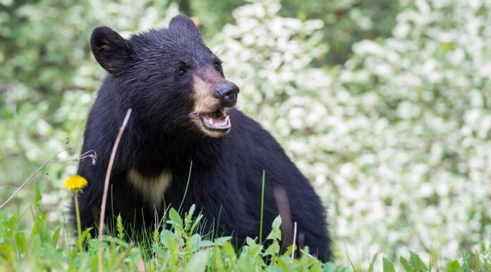 Scopri l'orso più grande mai catturato in Arizona
