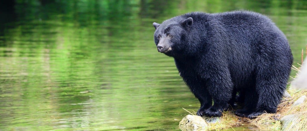 Scopri l'orso più grande mai catturato in Virginia