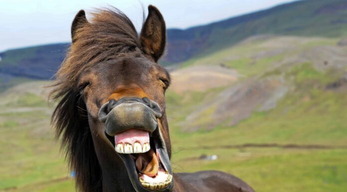 Scoregge di cavallo maleducate, spaventando se stessi e i bambini allo stesso tempo
