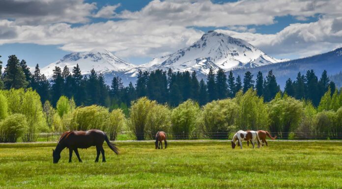 Stagione allergica dell'Oregon: picco, tempistica e sintomi

