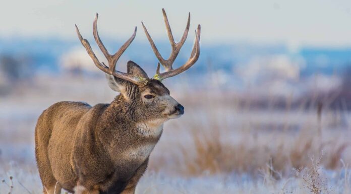 Stagione dei cervi a Washington: tutto ciò che devi sapere per essere preparato
