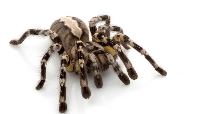 Tarantola maschio contro femmina
