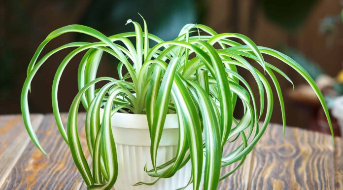 Terreno per piante ragno: tutto ciò che devi sapere
