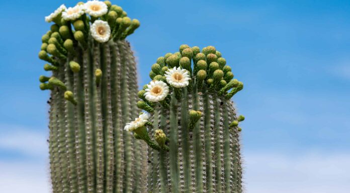 Tipi Di Piante Grasse Alte
