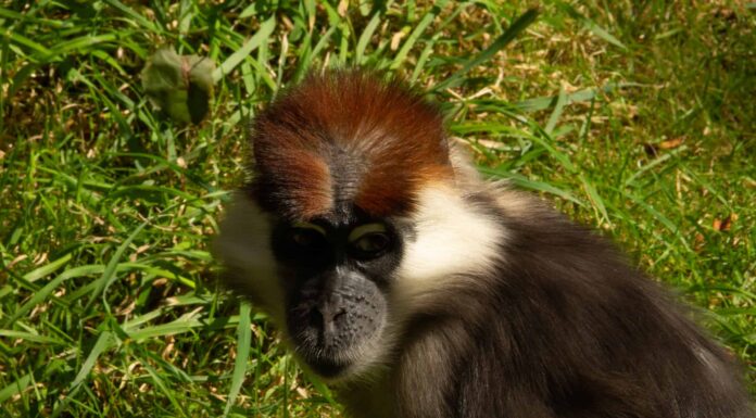 Un video incredibile cattura una scimmia implacabile che cerca di rapire un bambino
