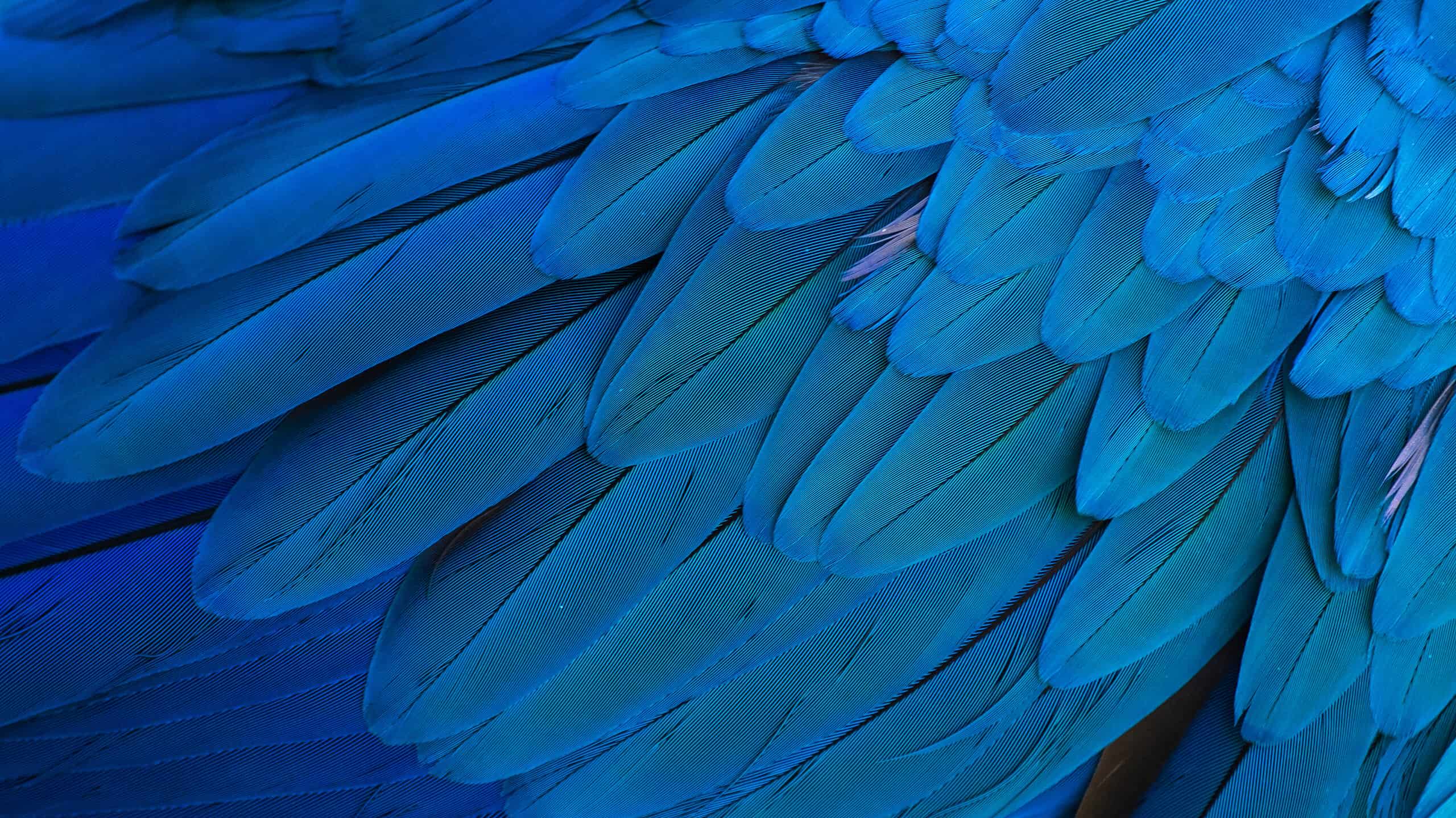 Vero o falso: questa foto virale di un gufo blu è legittima?