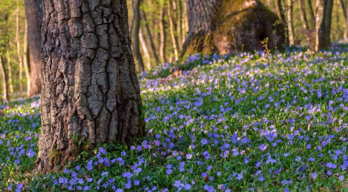Vinca contro Impatiens: qual è la differenza?
