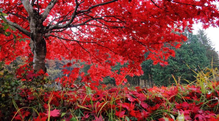 10 grandi alberi nativi di New York
