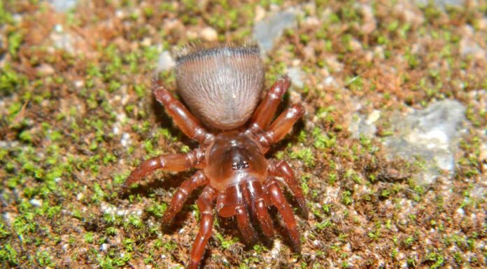 Woodlouse hunter spider (Dysdera crocata)