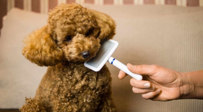 13 cani che non perdono il pelo
