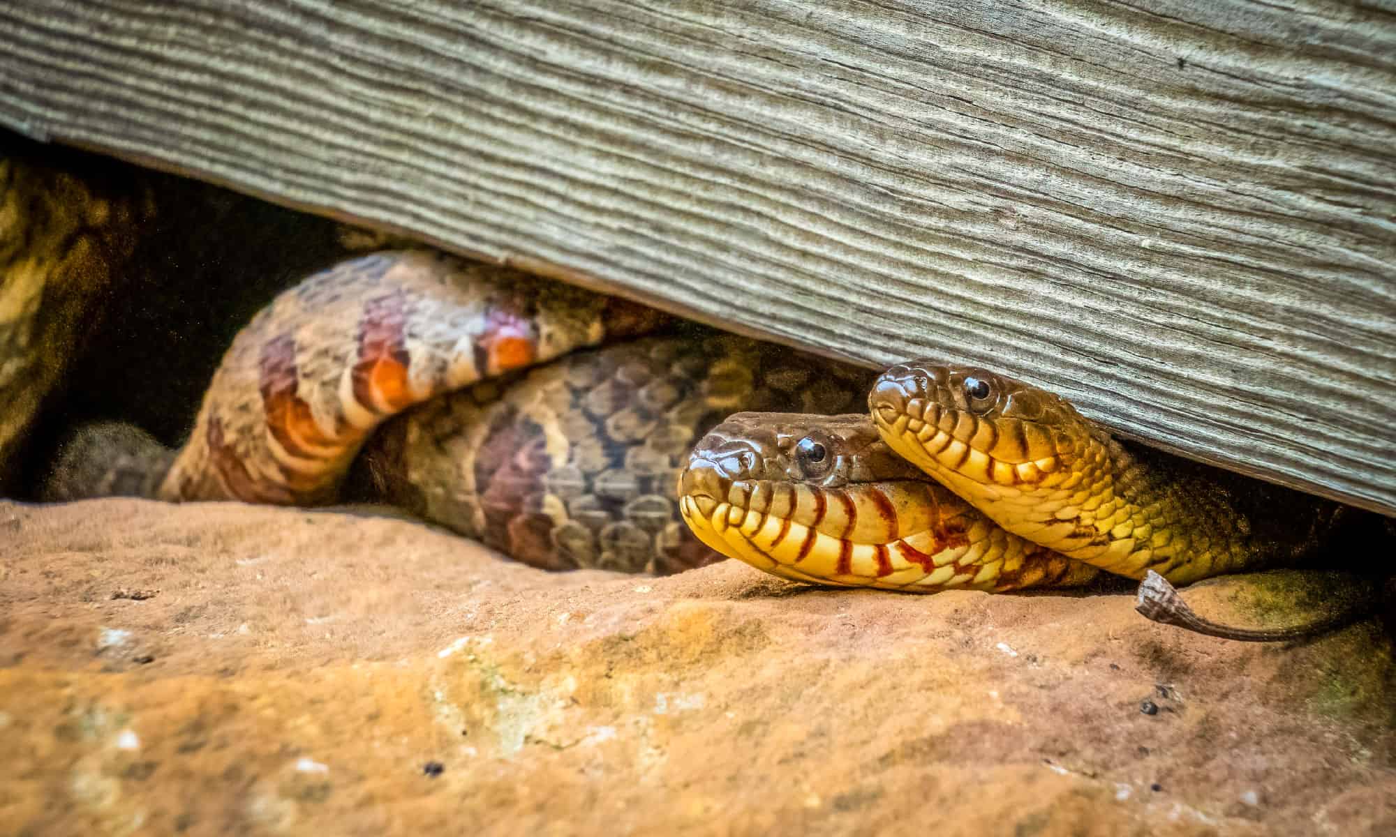 16 serpenti neri e rossi: guida all'identificazione e immagini