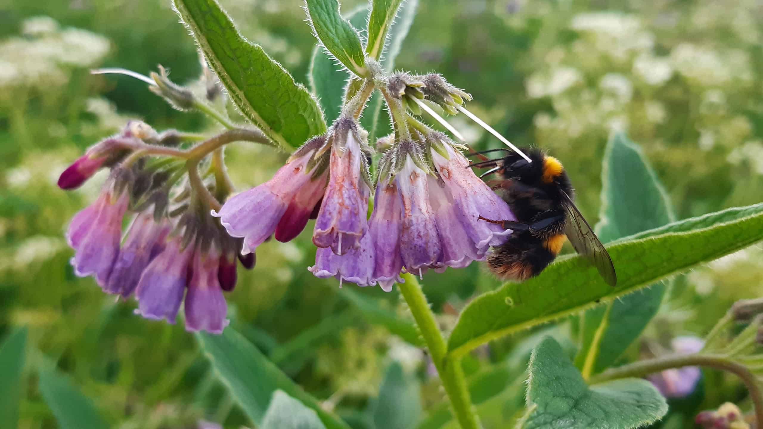 Il calabrone a cucù di Barbut