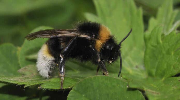 Calabrone Cuculo Vestale
