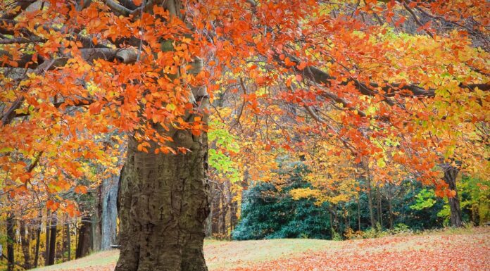 7 incredibili alberi nativi del Connecticut
