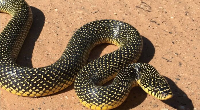 Simbolismo e significato degli animali dello spirito del serpente
