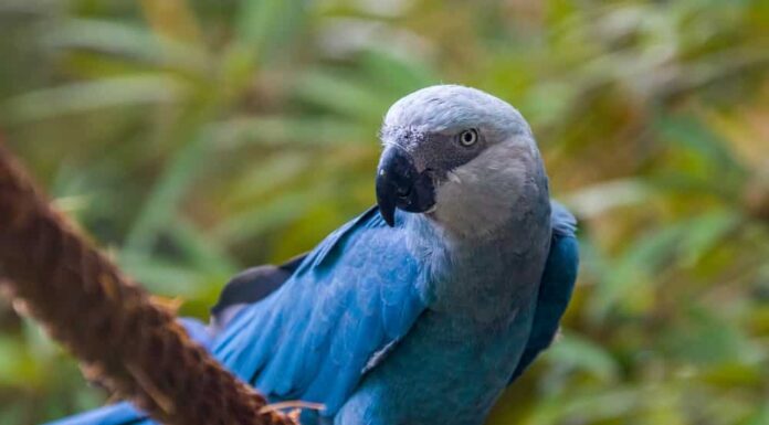 Uno sguardo ai tipi di uccelli nel film Rio

