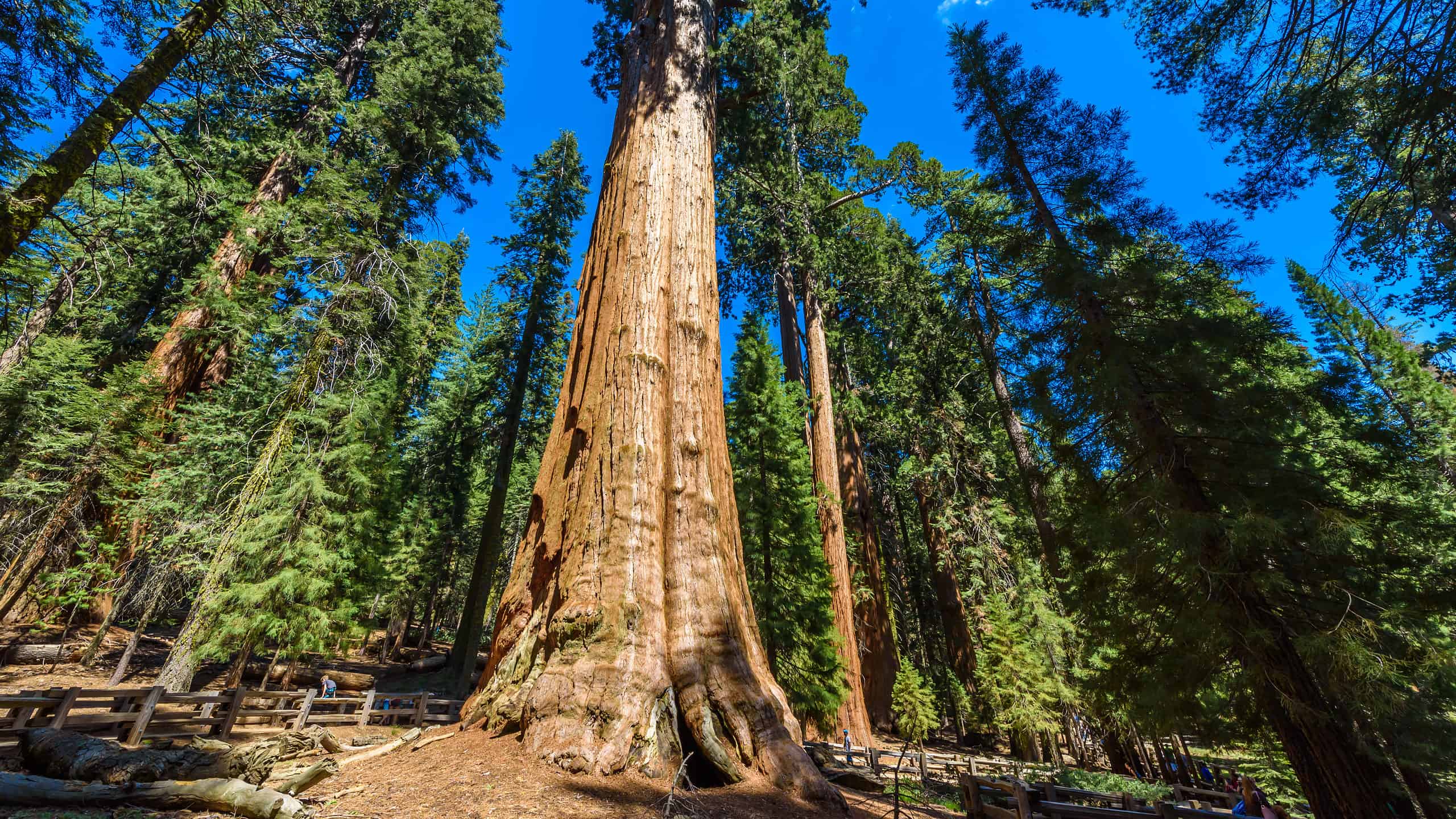 L'albero di sequoia più grande del mondo