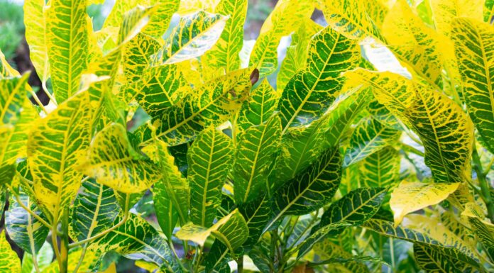 Petra Croton: una guida completa
