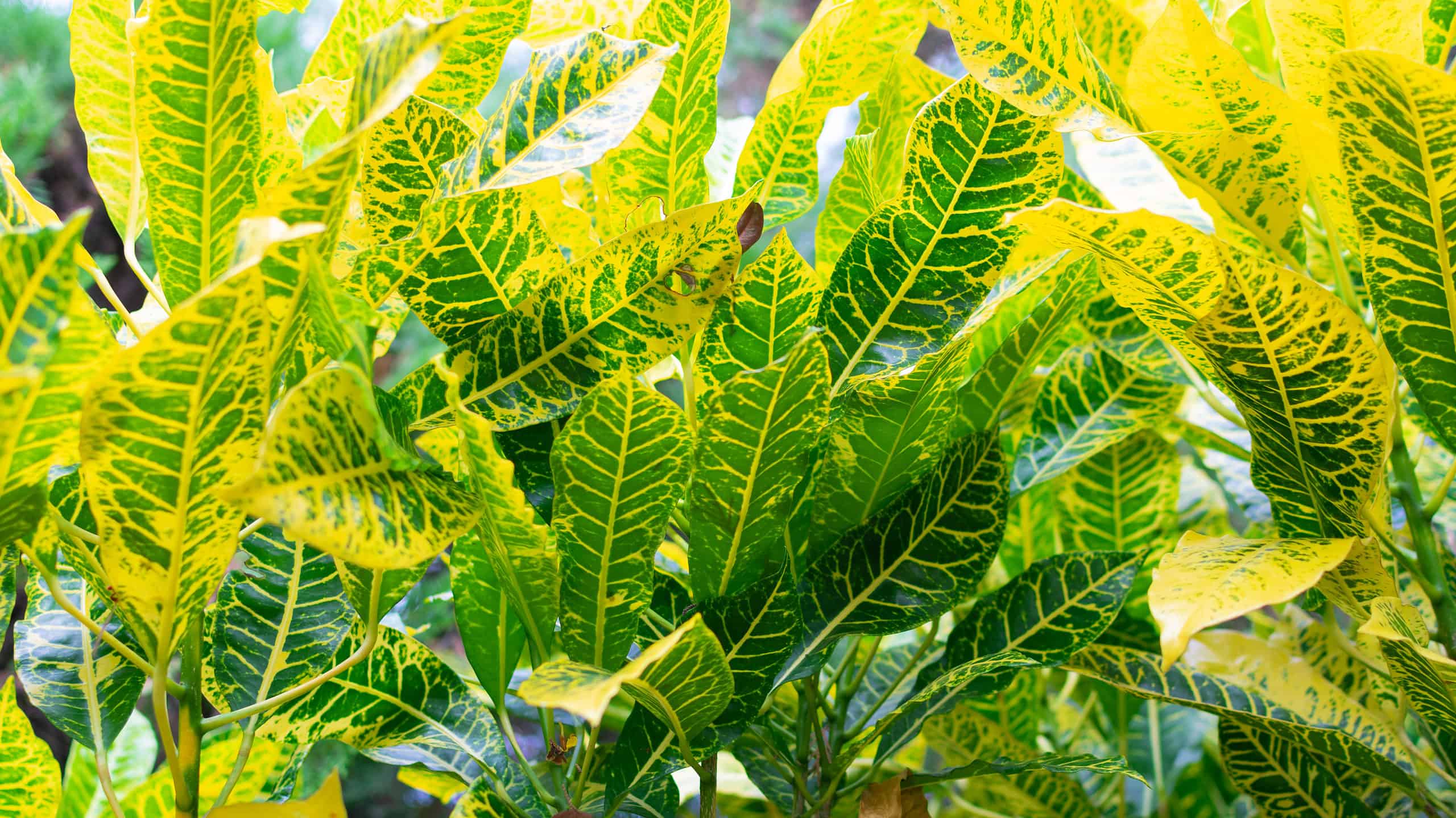 Petra Croton: una guida completa